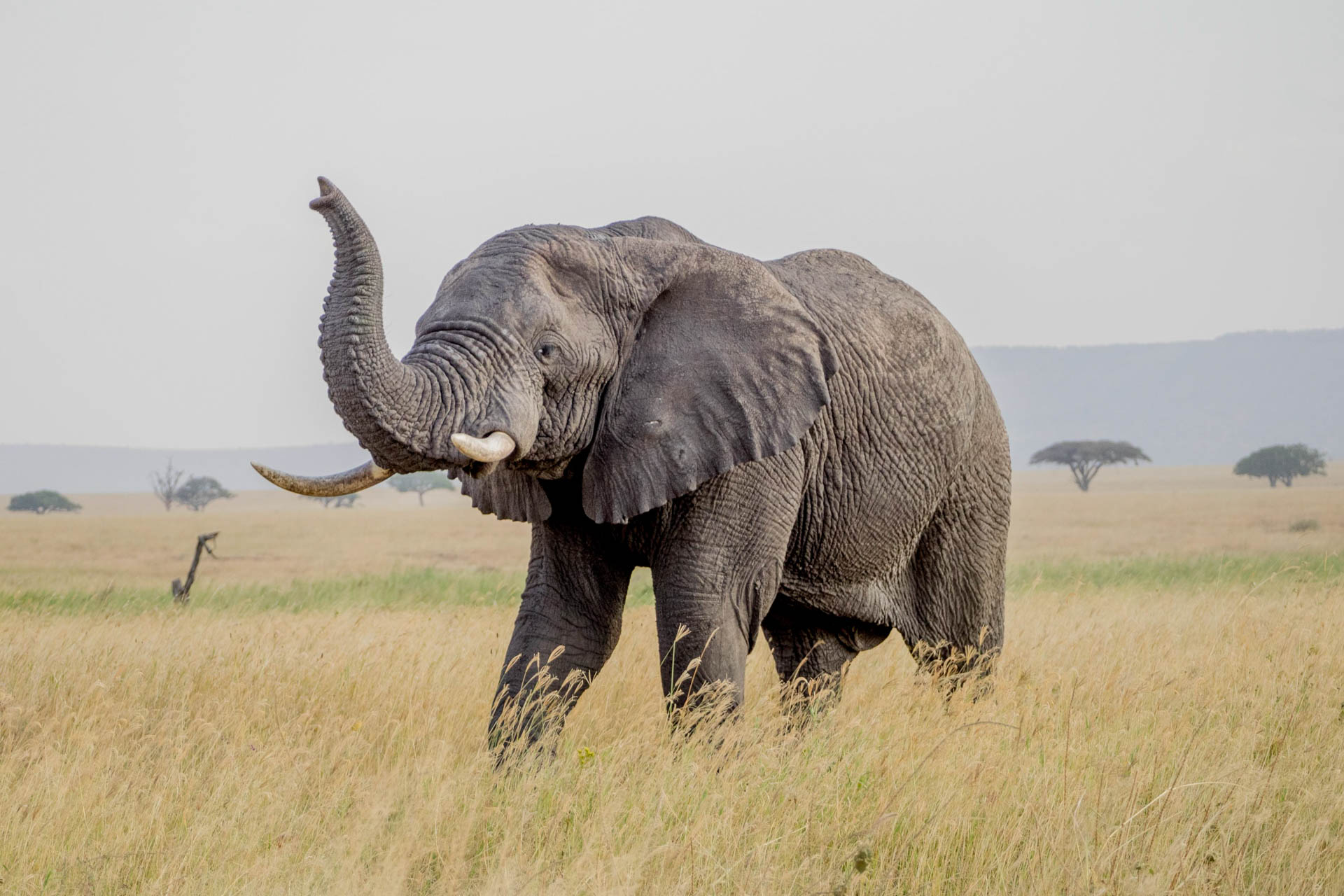 Holiday Safari to Tanzania (8)
