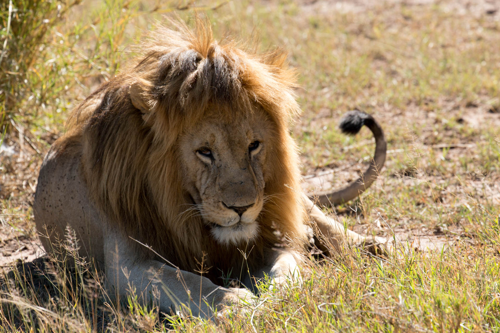 Tanzania Safari Vacations (69)