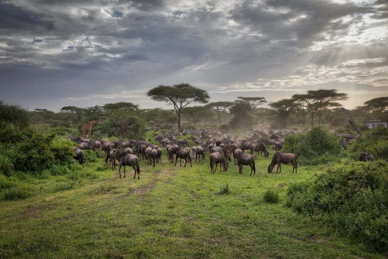 migrations