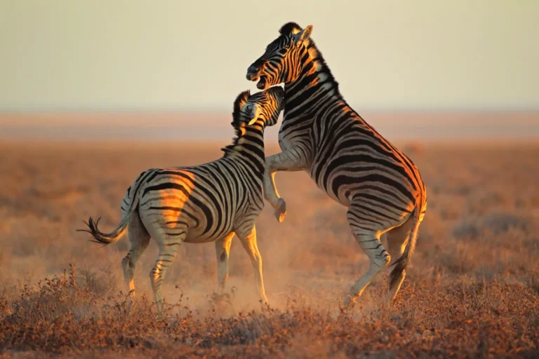 zebra4